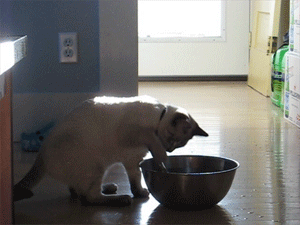 http://www.fimp.net/images/stevenscatsplash.gif